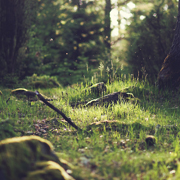 获取短信验证码平台